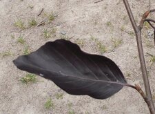 Feuille du hêtre pourpre