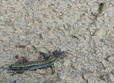 Y a plus de lézard !