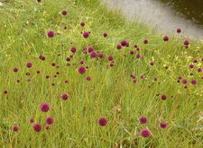 Ail à tête ronde