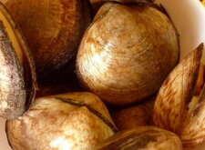 Amandes de mer