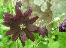 Ancolie "black barlow"