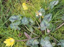 Populage des marais (Caltha palustris)