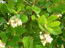 Arbousier en fleurs