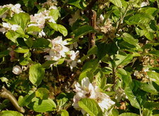 Pommier "Reinette d