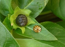 Coccinelle asiatique