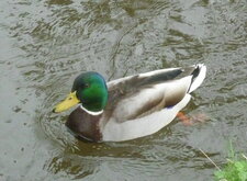 Canard colvert 