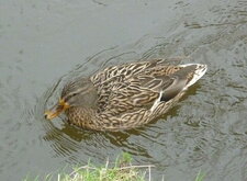 Cane colvert