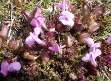 Lathrée clandestine