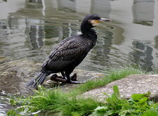 Cormoran urbain