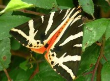 Papillon "écaille chinée"