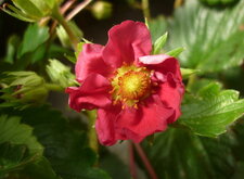 Fraisier à fleurs rouges