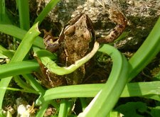 Grenouille verte