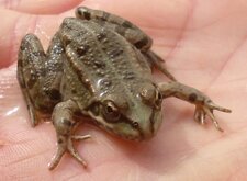 Princesse charmante (grenouille verte)