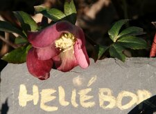Fleur d