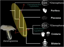 Comment classifier le Dendrogramma ?