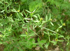 Osyris alba (Rouvet blanc)