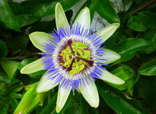 Passiflore