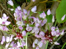 Ail rose sauvage