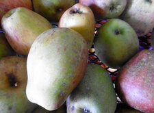 Pomme cloche (glockenapfel) ou apparentée