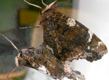 Vulcain (Vanessa atalanta) en accouplement