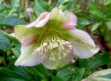 Hellebore orientale