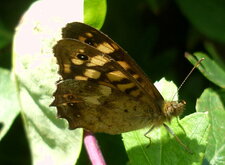 Papillon "parage aegeria"