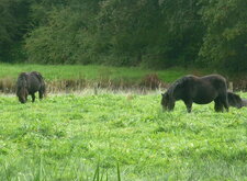 Poneys "Shetland"