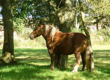 Cheval "postier breton"