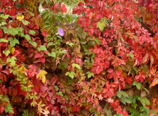 Vigne vierge de Virginie