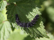 Chenille du paon du jour