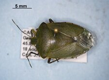 Chinavia hilaris