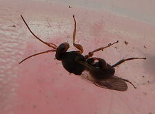 Cynipidae