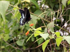 Papillon bleu et noir