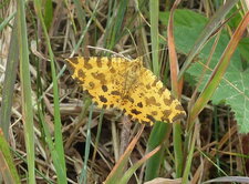 Pseudopanthera macularia