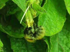 Abeille
