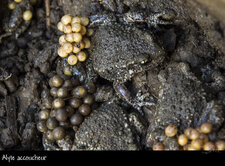 Alyte accoucheur, Alytes obstetricans