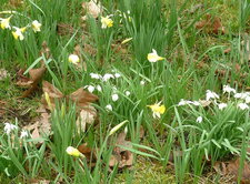 Jonquilles sauvages et perce-neige