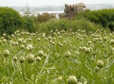 Artichaut breton
