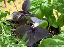 Basilic
