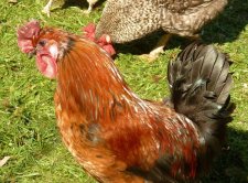 Coq