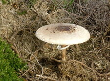 Champignon coulemelle (lépiote élevée)