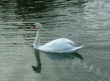 Cygne tuberculé (cygnus olor)