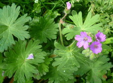 Géranium mou avec fleurs