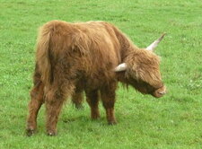 Petit veau "Highland"