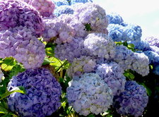 Hortensias