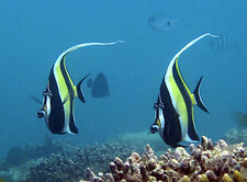 Idoles des Maures (Zanclus cornutus)