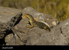 Lézard ocellé