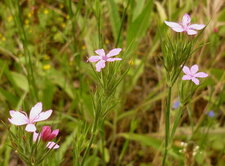 Oeillets sauvages