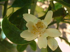 Fleur d