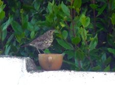 Grive musicienne (Turdus philomelos)